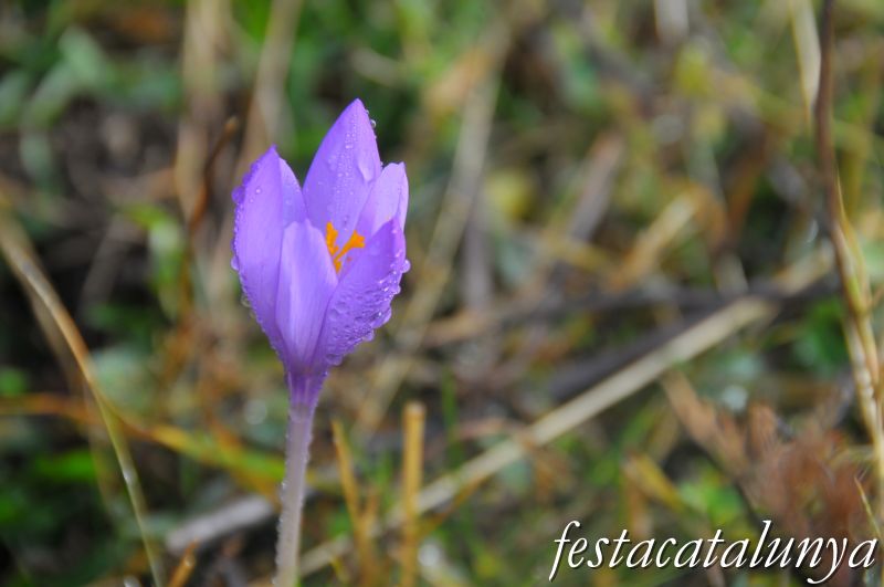 Jardí botànic de plantes medicinals a Gombrèn