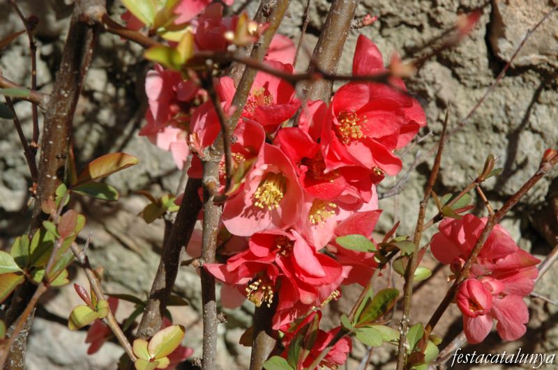 Jardins Oriol Martorell
