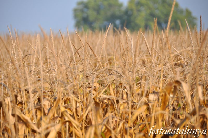 Barbens - Terres de conreu