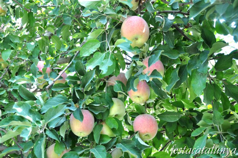 Barbens - Terres de conreu