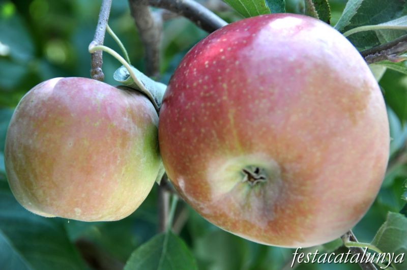 Paisatge i terres de conreu de Barbens