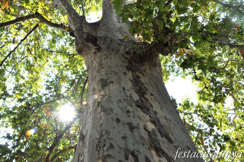 Plataner Monumental a Vila-sana