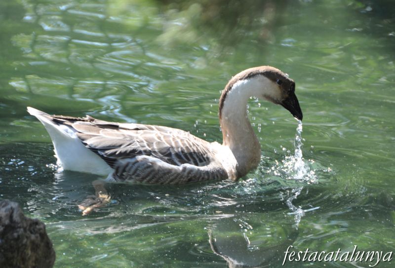 Nucli antic del Palau d'Anglesola