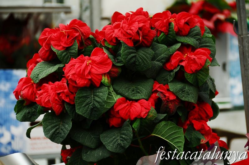 Fira nadalenca al barri de la Font-Vella i nucli antic d'Igualada