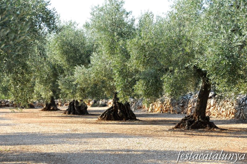 Oliveres mil·lenàries de la Sénia