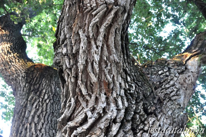 Roureda de les Tàpies a Calders
