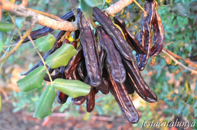 Camps i oliveres i garrofers a Godall