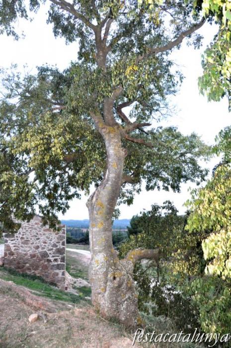 Fontanelles i antics arbres singulars