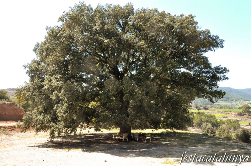 Alzina de mas Querol de Fonollosa