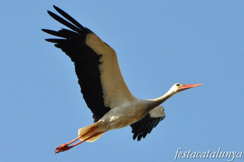 Cigonyes blanques a redós del riu Segre a Torres de Segre