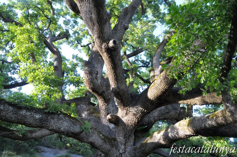 Roure de la Senyora de Sant Boi de Lluçanès