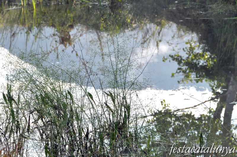 Bassa de Masferrer de Malla