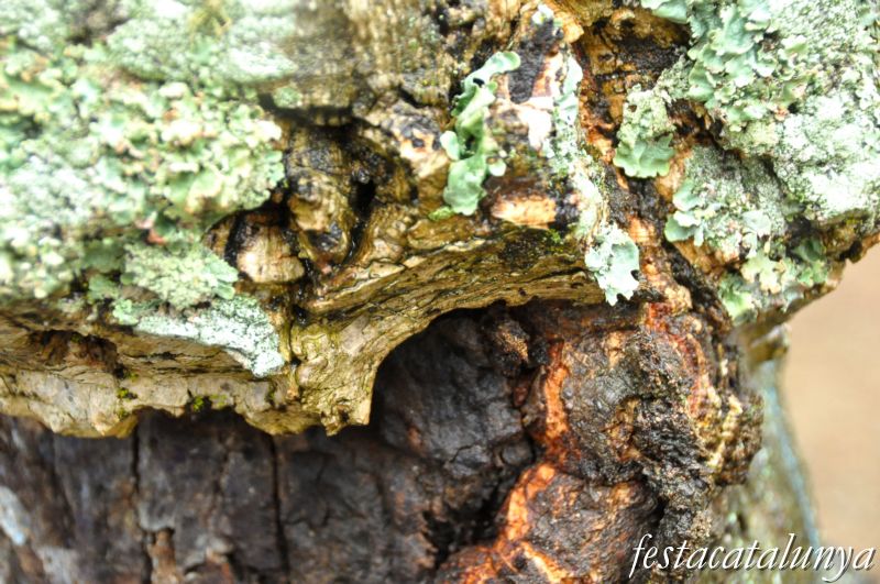 Camí de Sant Cristòfol de Llambilles, paisatges de suro ***