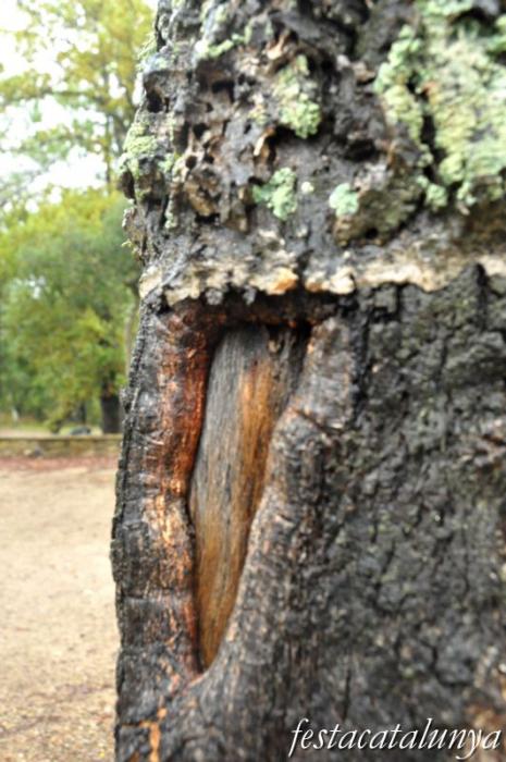 Llambilles - Camí de Sant Cristòfol, paisatges de suro