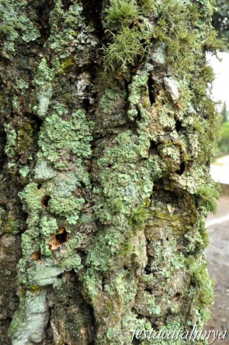 Llambilles - Camí de Sant Cristòfol, paisatges de suro