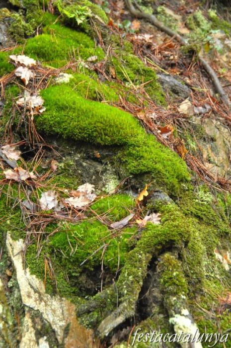 Llambilles - Camí de Sant Cristòfol, paisatges de suro