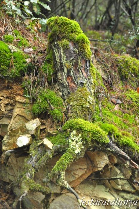 Llambilles - Camí de Sant Cristòfol, paisatges de suro