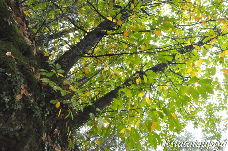 Llambilles - Camí de Sant Cristòfol, paisatges de suro