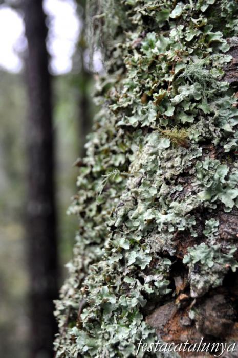 Llambilles - Camí de Sant Cristòfol, paisatges de suro