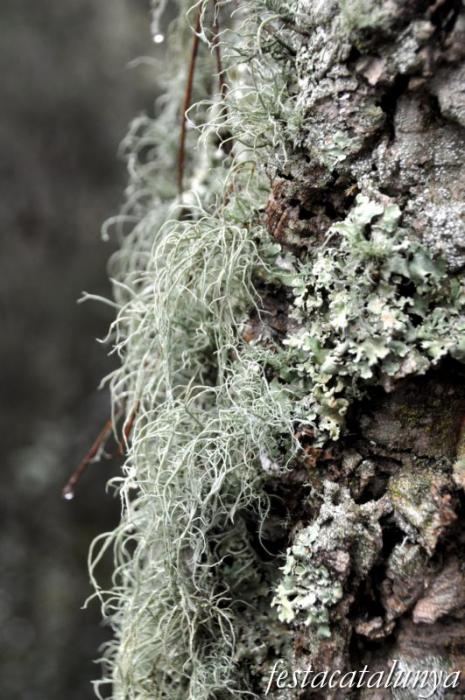 Llambilles - Camí de Sant Cristòfol, paisatges de suro