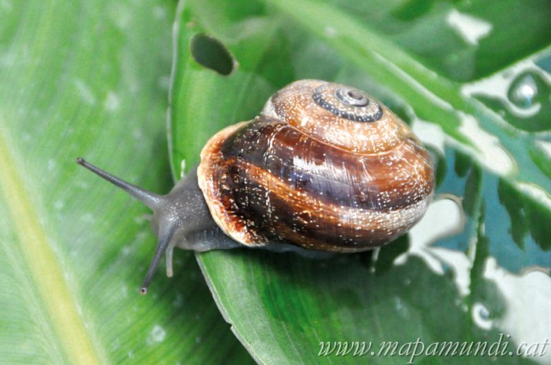 Fira de la Vinyala, la Fira del Cargol de Vinya a Òdena