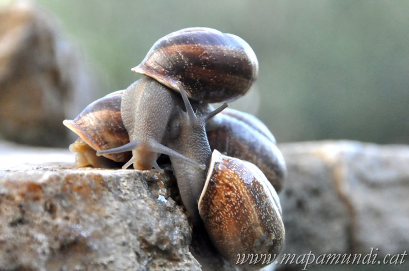 Fira de la Vinyala, la Fira del Cargol de Vinya a Òdena