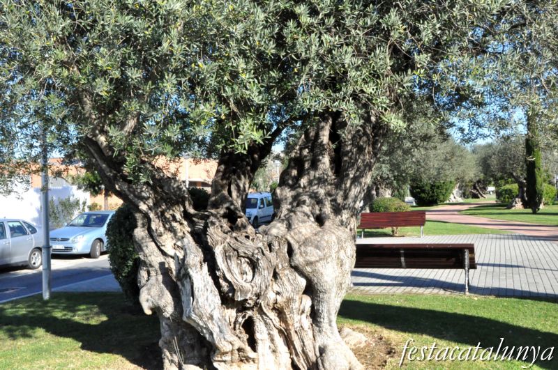 Oliveres monumentals a Salou