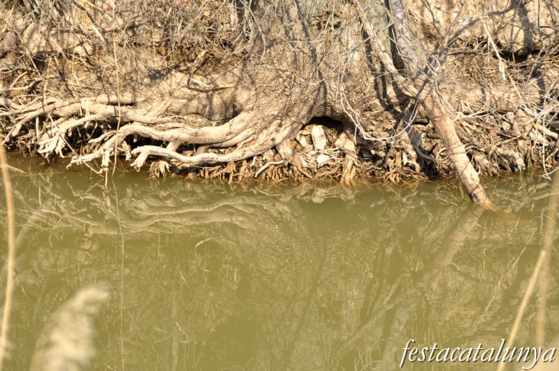 Preixana - Espai natural protegit secans de Belianes-Preixana