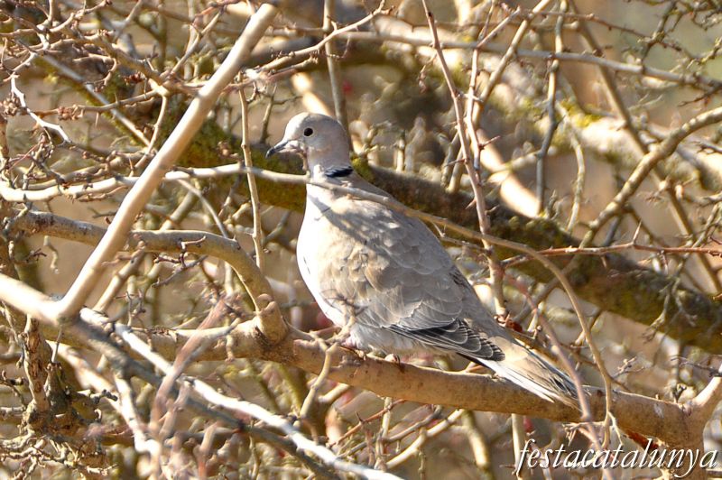 Preixana - Espai natural protegit secans de Belianes-Preixana