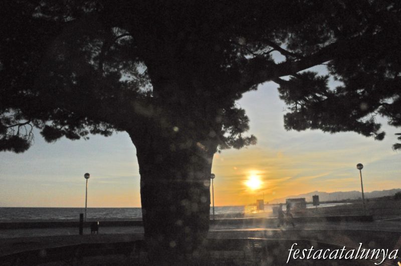 Pi rodó de Cambrils