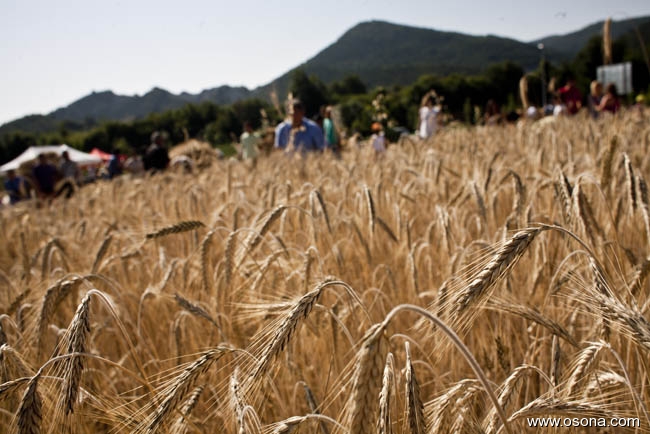 Festa del Segar i el Batre a Santa Eulàlia de Riuprimer