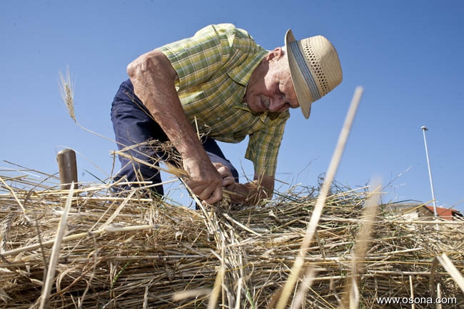 Festa del Segar i el Batre a Santa Eulàlia de Riuprimer