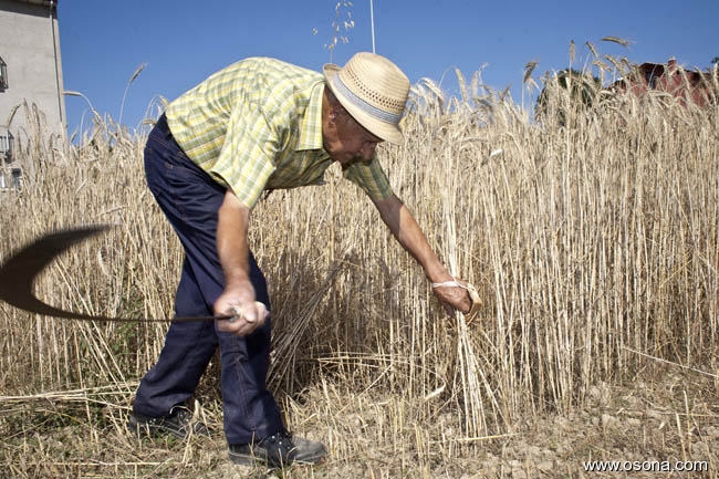 Festa del Segar i el Batre a Santa Eulàlia de Riuprimer