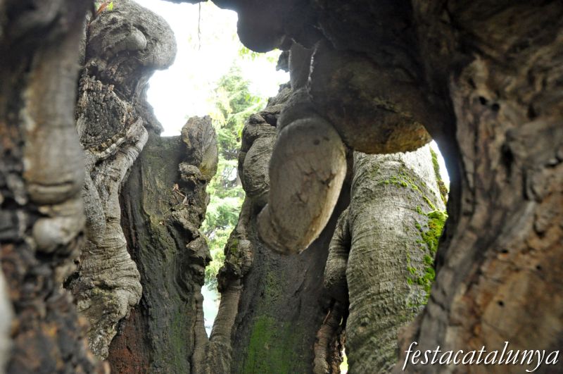 Lledoner de can Puig a Martorelles