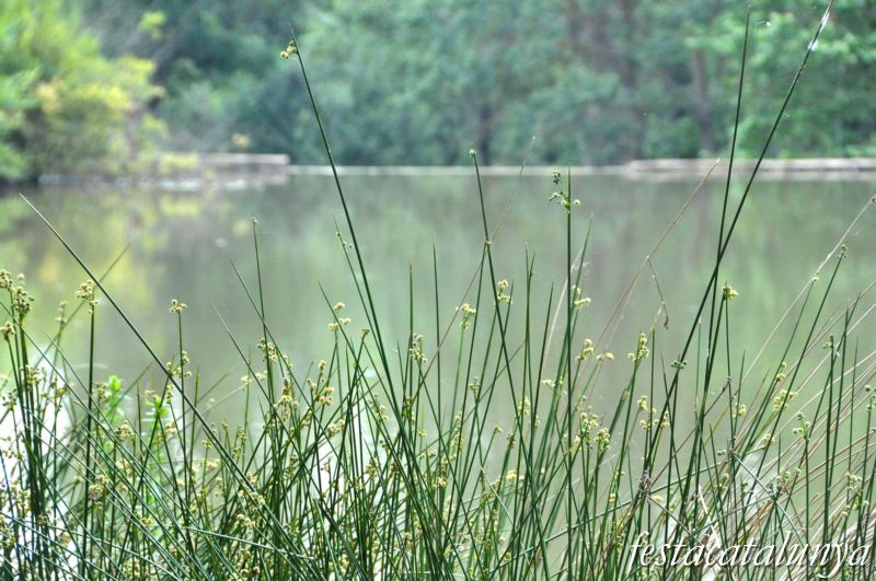 Moià - Embassament i Parc del Molí Nou