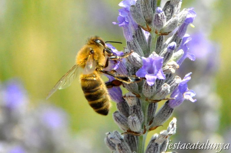 Moià - Mirador de la Creu i Jardí Botànic de cal Riera