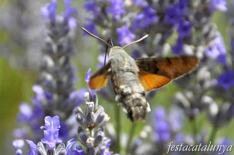 Moià - Mirador de la Creu i Jardí Botànic de cal Riera