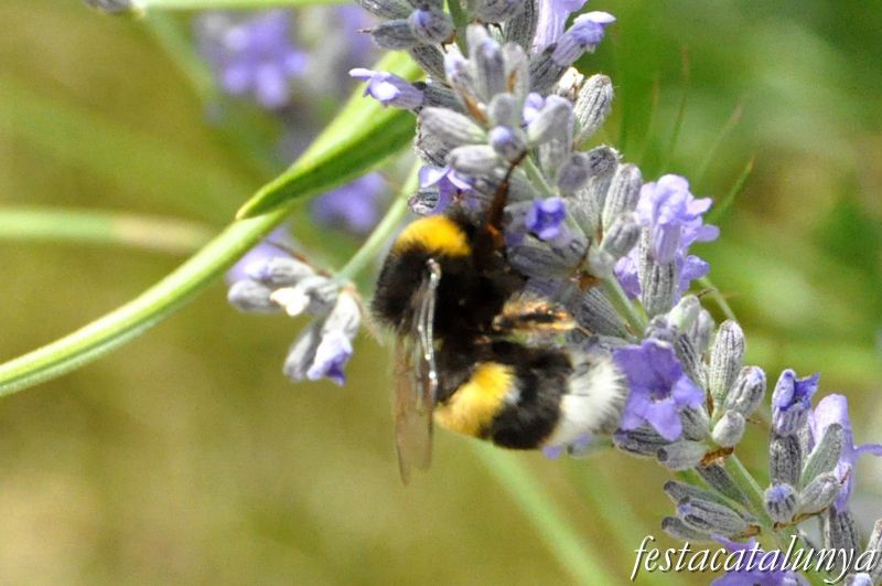 Moià - Mirador de la Creu i Jardí Botànic de cal Riera