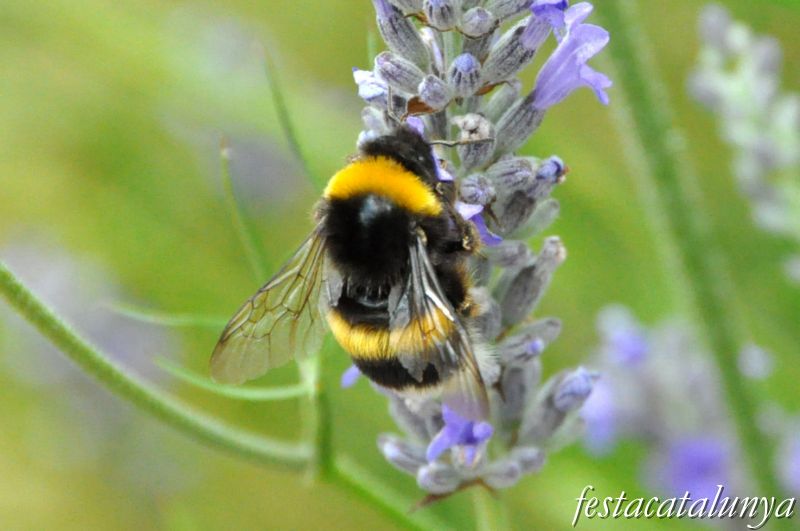 Moià - Mirador de la Creu i Jardí Botànic de cal Riera