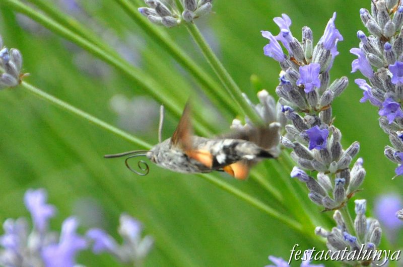Moià - Mirador de la Creu i Jardí Botànic de cal Riera