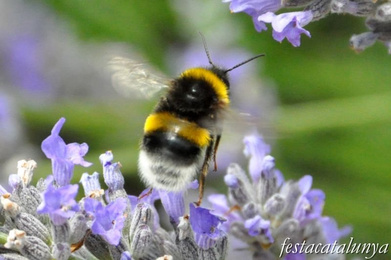 Moià - Mirador de la Creu i Jardí Botànic de cal Riera