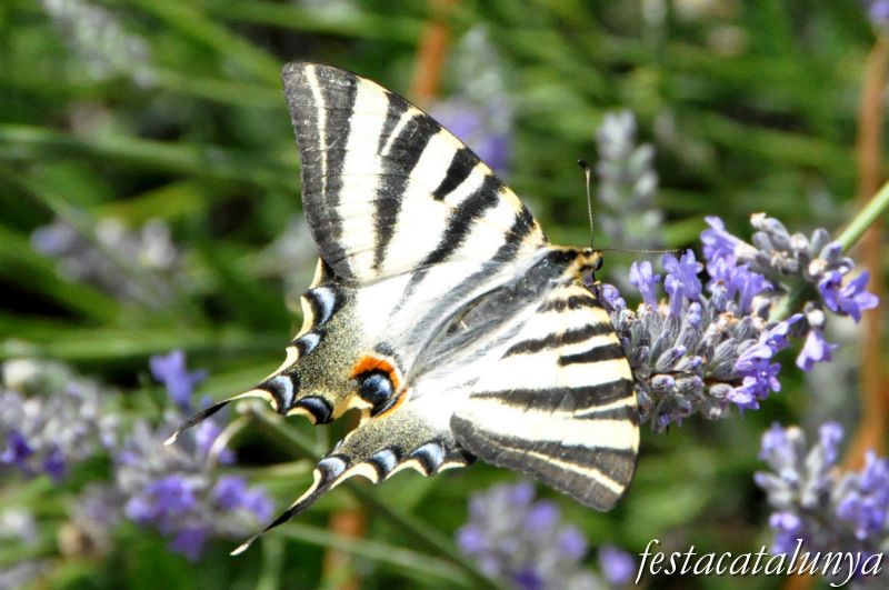 Moià - Mirador de la Creu i Jardí Botànic de cal Riera