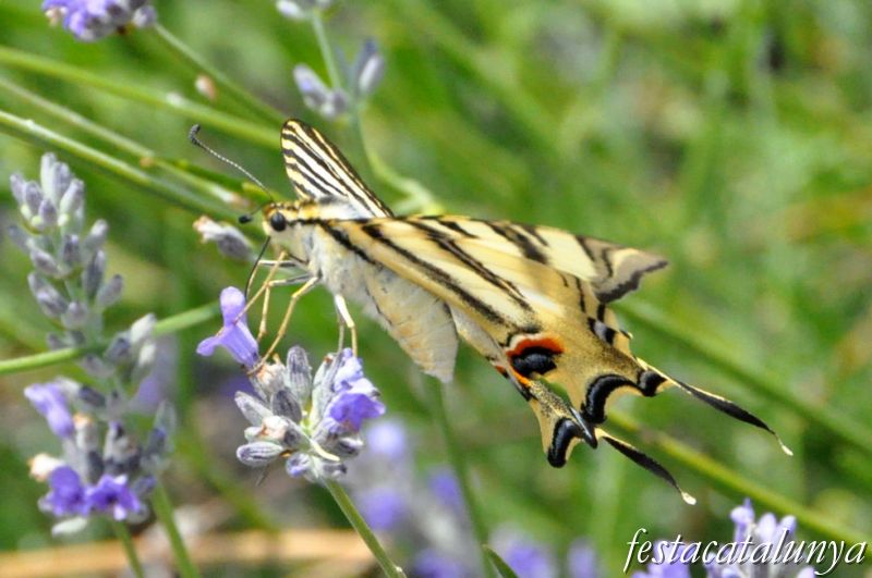 Moià - Mirador de la Creu i Jardí Botànic de cal Riera