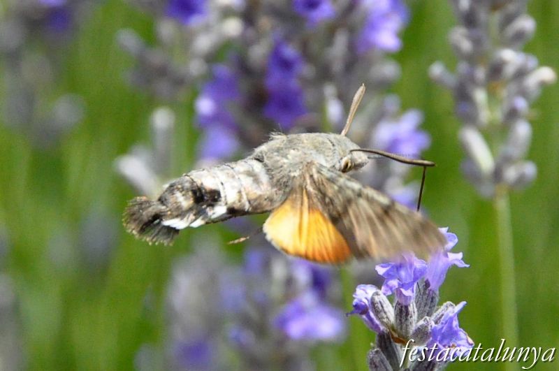 Moià - Mirador de la Creu i Jardí Botànic de cal Riera