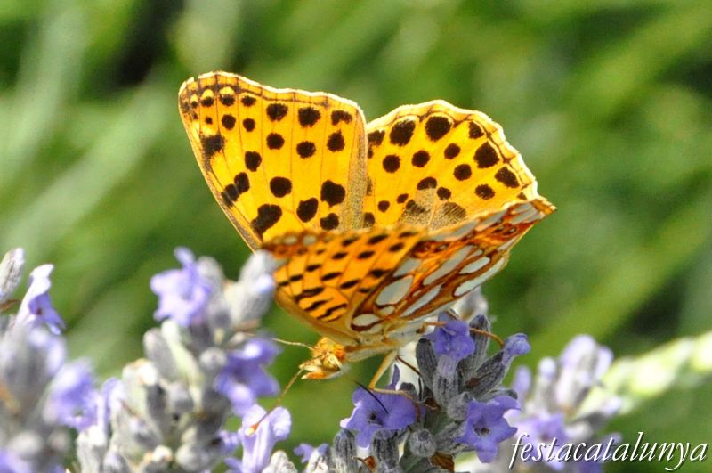 Mirador de la Creu i Jardí Botànic de cal Riera a Moià ***
