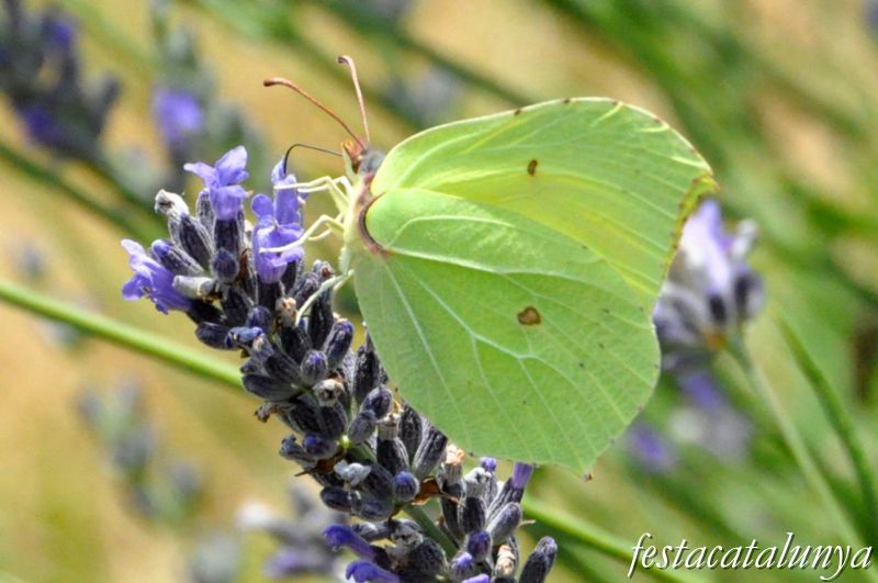 Moià - Mirador de la Creu i Jardí Botànic de cal Riera