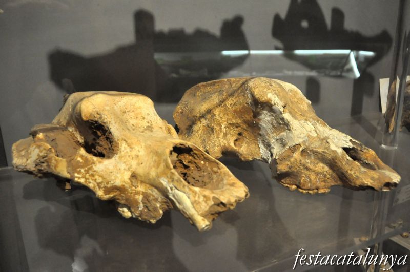 Museu arqueològic i paleontològic de Moià