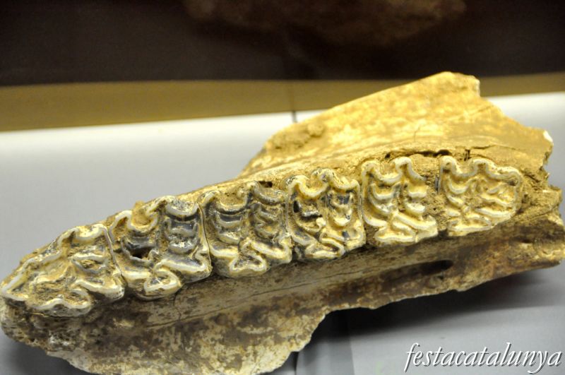 Museu arqueològic i paleontològic de Moià