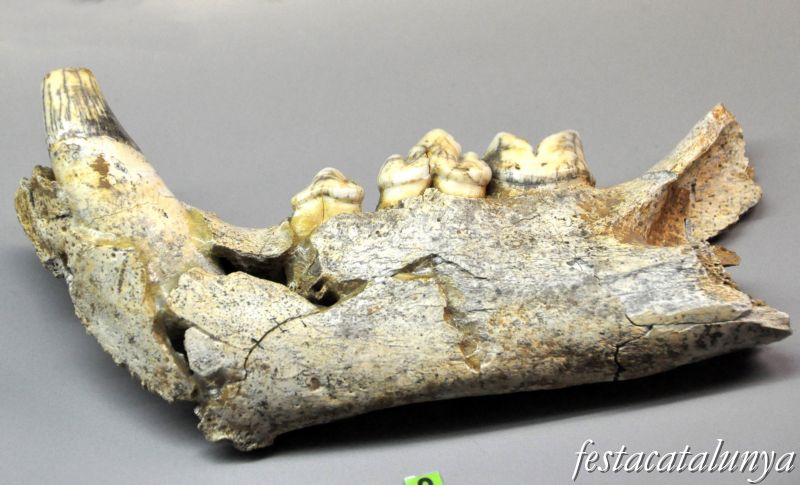 Museu arqueològic i paleontològic de Moià