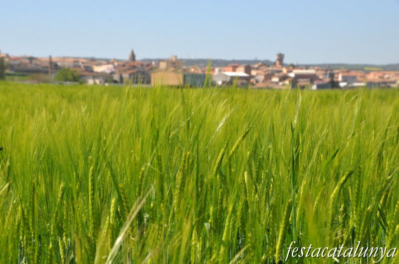 Agramunt - Refugi camp d’aviació Els Salats